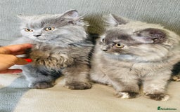 Scottish Fold cats for sale: Scottish straight girl and boy ready to go - Image 8