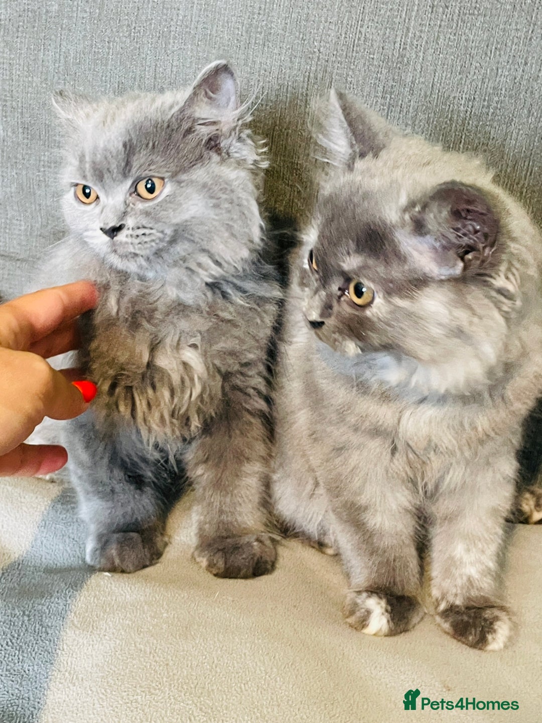 Scottish Fold cats for sale: Scottish straight girl and boy ready to go - Image 8