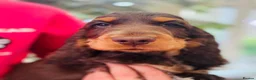 Cocker Spaniel dogs for sale: Sykehead cocker spaniel KC comprehensive health - Advert 9