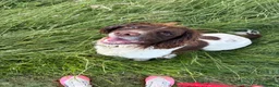 English Springer Spaniel dogs for stud: English Springer for Stud - Advert 2