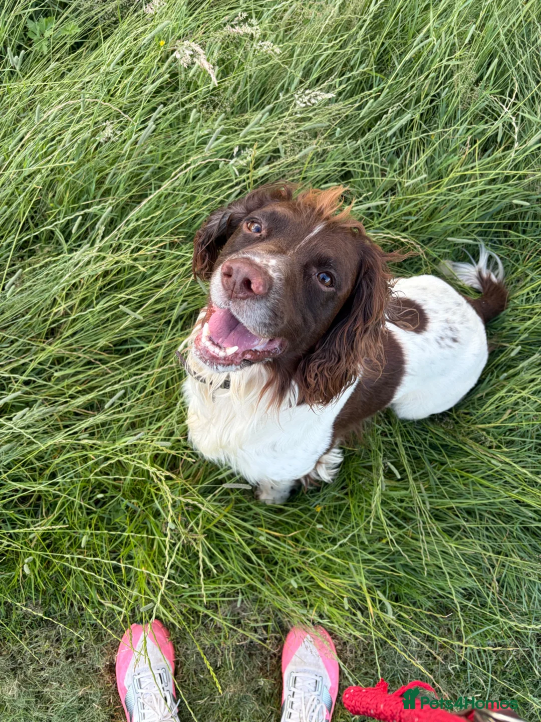 English Springer Spaniel dogs for stud: English Springer for Stud - Advert 2