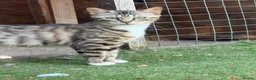 Mixed Breed cats for sale: Adult mixed breed  - Advert 1