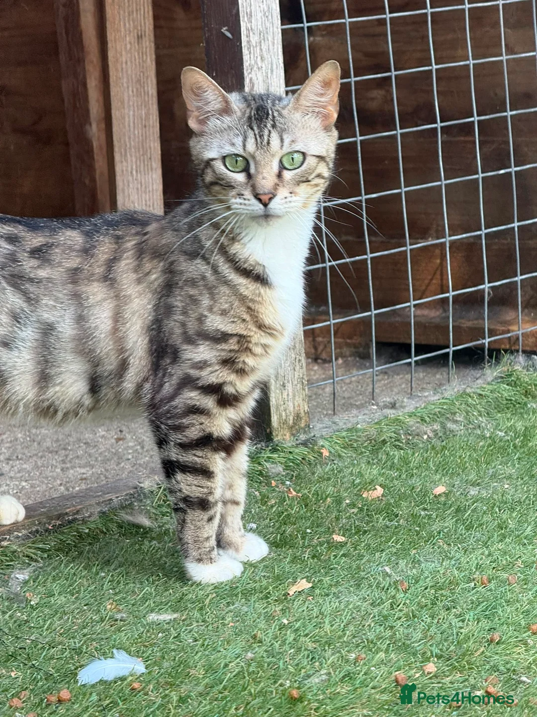Mixed Breed cats for sale: Adult mixed breed  - Advert 1