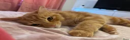 Mixed Breed cats for sale: Oscar Purrastri  - Advert 3