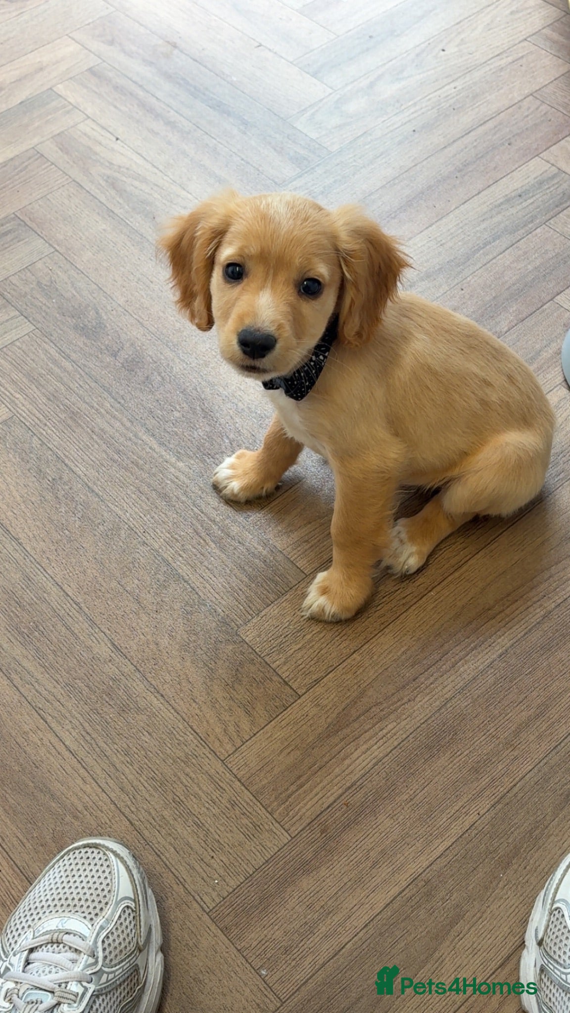 Cocker Spaniel dogs Cocker spaniel  - Advert 4