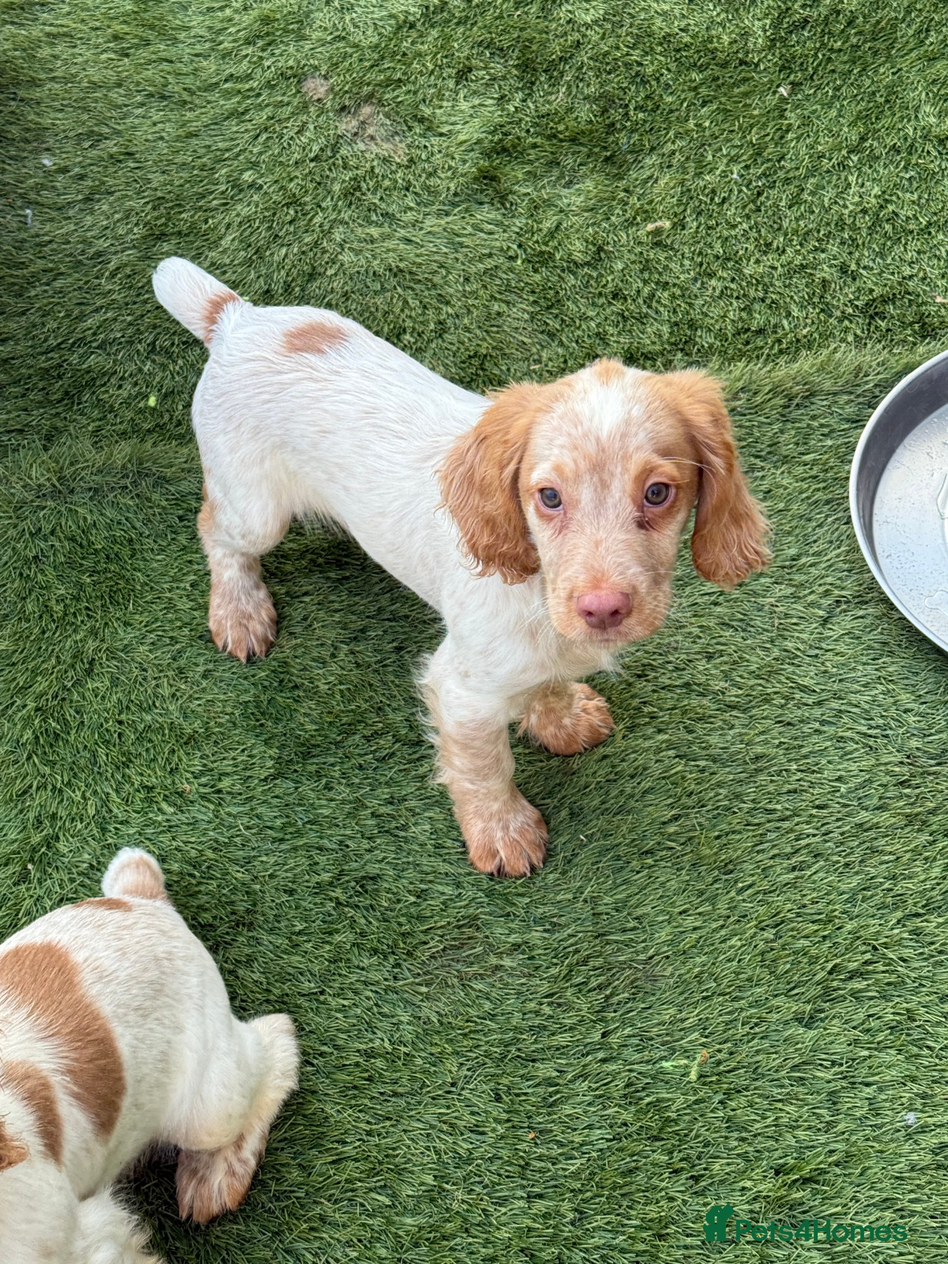 Cocker Spaniel dogs Last male cocker spaniel puppy available  - Advert 20