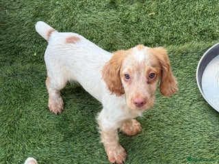 Cocker Spaniel dogs Last male cocker spaniel puppy available - Advert 20