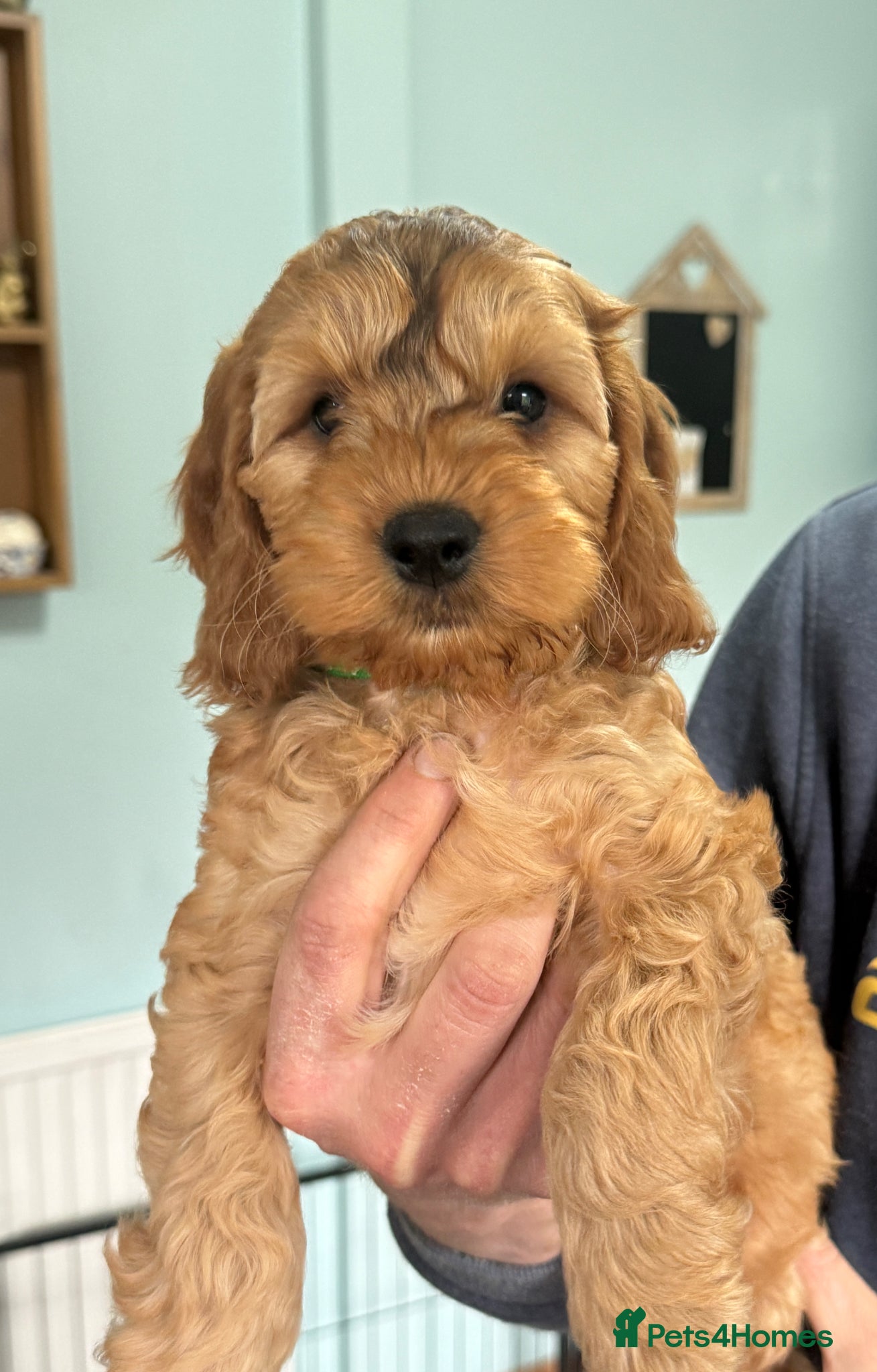 Cockapoo dogs *Ready to go to new homes*Cockapoo puppies x5 - Advert 5