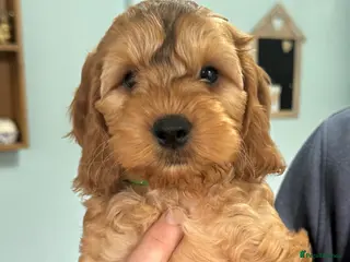Cockapoo dogs *Ready to go to new homes*Cockapoo puppies x5 - Advert 5