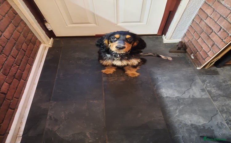 Cocker Spaniel dogs - Advert 1