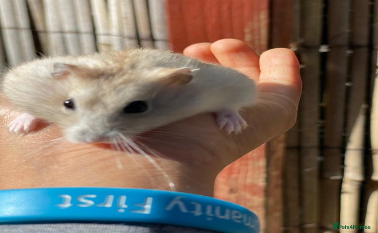 Hamster rodents - Advert 1