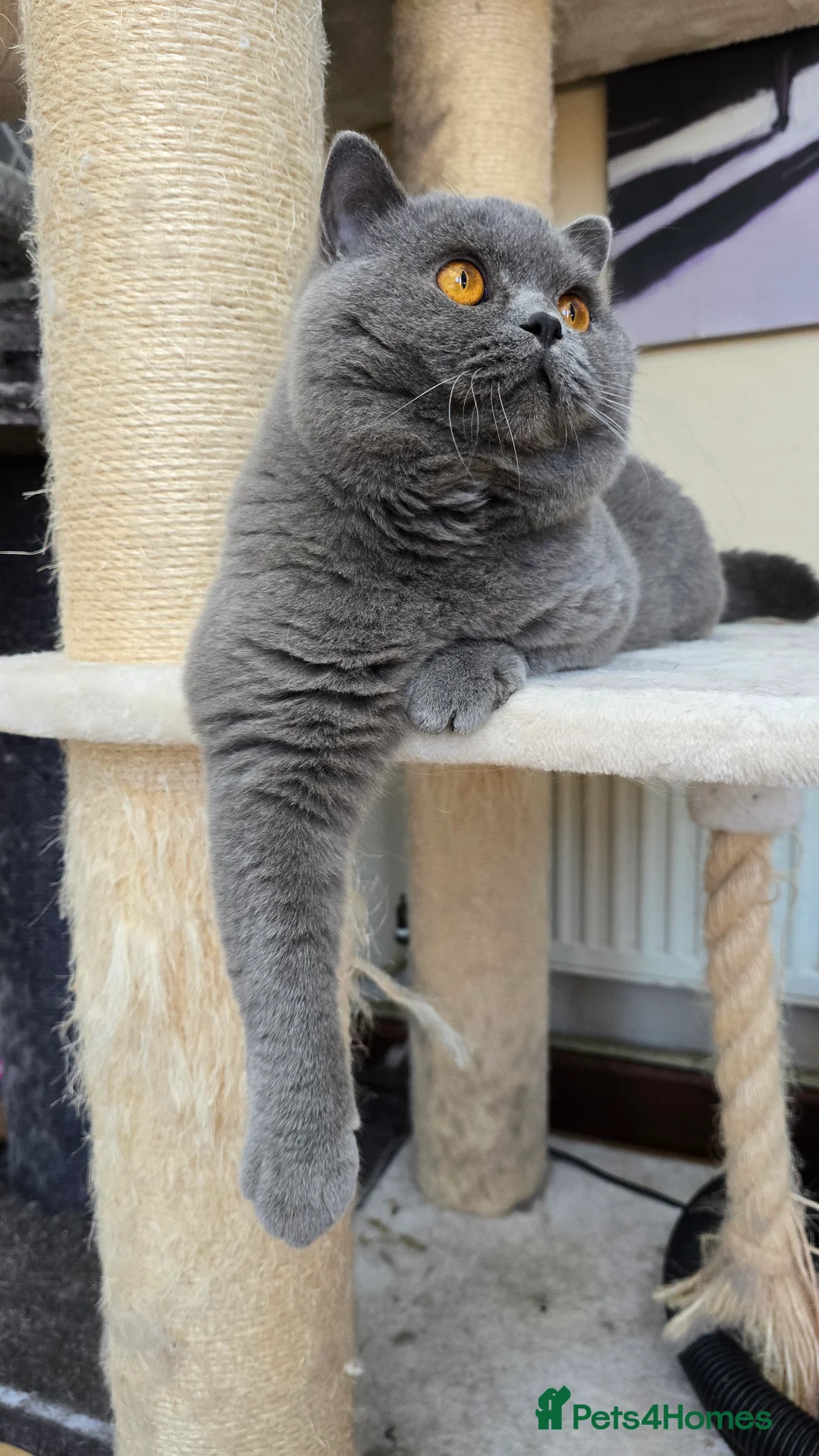 British Shorthair cats for sale: Beautiful British Shorthair girl 🎀 - Advert 4