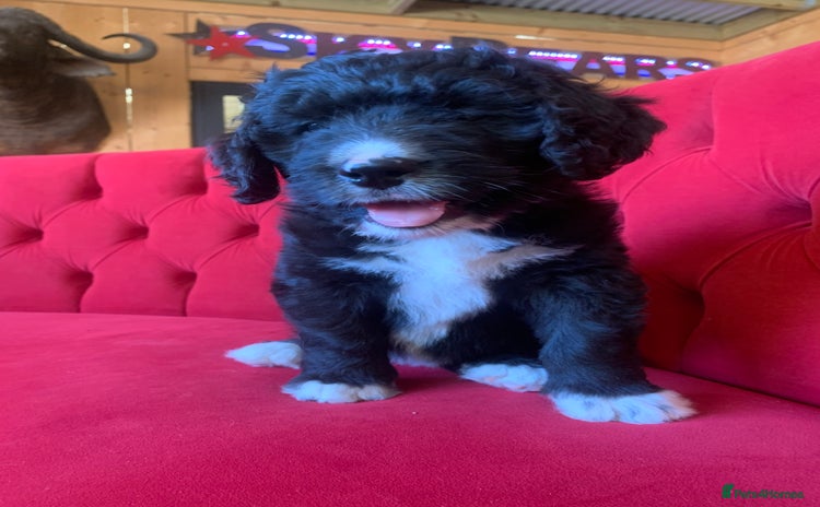 Bernedoodle dogs - Advert 1