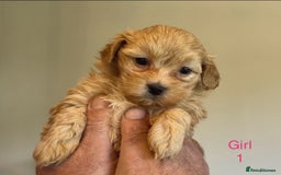 Maltipoo dogs for sale: Exquisitely Adorable Toy Maltipoo Puppies  - Image 7