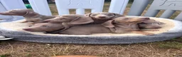 Miniature Dachshund dogs for sale: Miniature dachshund puppies  - Advert 3