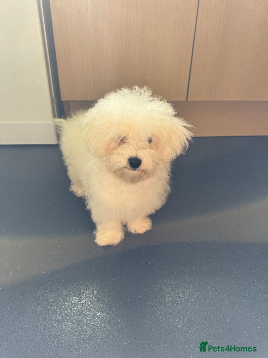 Maltipoo dogs for sale: Gorgeous tiny toy Maltipoo puppies  - Image 9