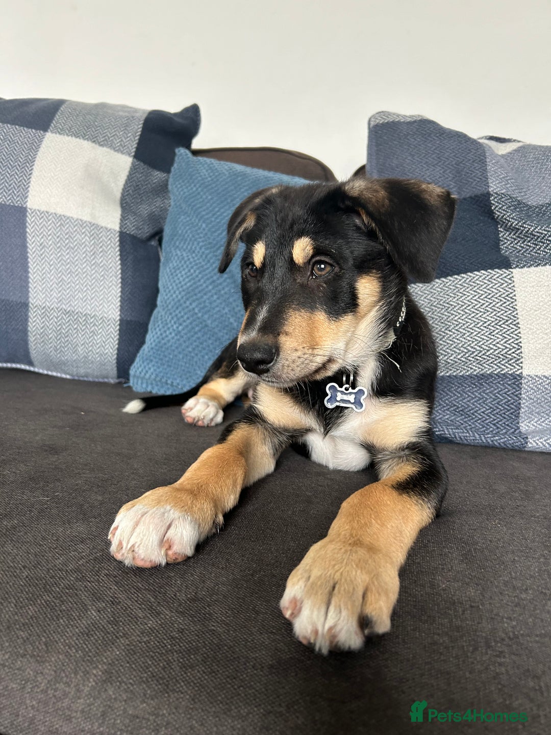 Mixed Breed dogs for sale: Our beautiful boy Koda💙 - Advert 32