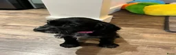 Cocker Spaniel dogs for sale: Working Cocker Spaniel Pups in Laurencekirk - Advert 3