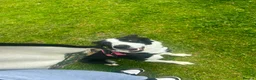 Border Collie dogs for sale: 3 y/o female border collie - Advert 6