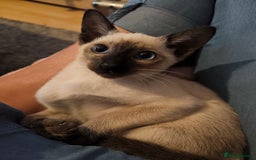 Siamese cats for sale: Siamese girl - Image 1