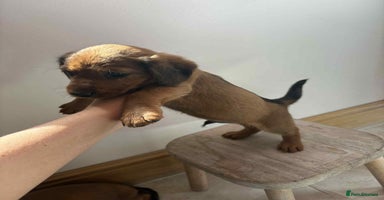 Mixed Breed dogs - Advert 13