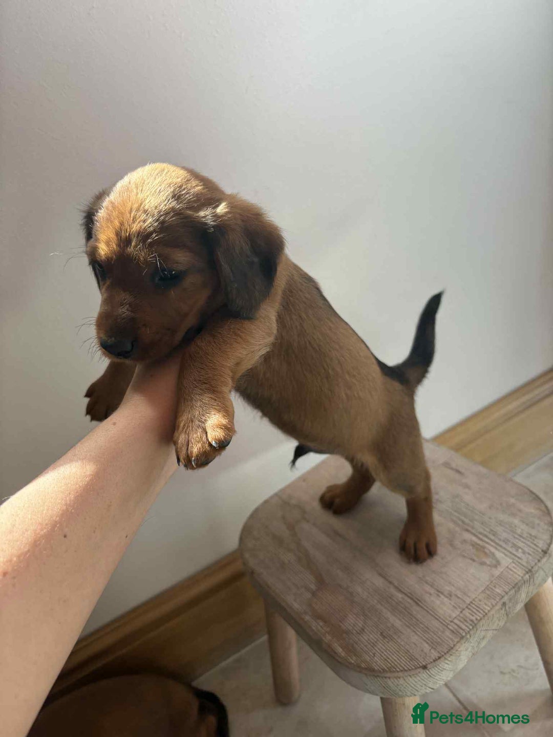 Mixed Breed dogs for sale: Beautiful puppies available  - Image 3