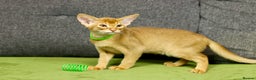 Abyssinian cats for sale: 1 sorrel Abyssinian Kitten left , Champion Line  - Advert 8