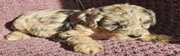 Cockapoo dogs for sale: F1 Cockerapoo puppies  - Advert 6