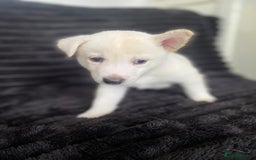 Mixed Breed dogs for sale: Husky x staffy - Image 6