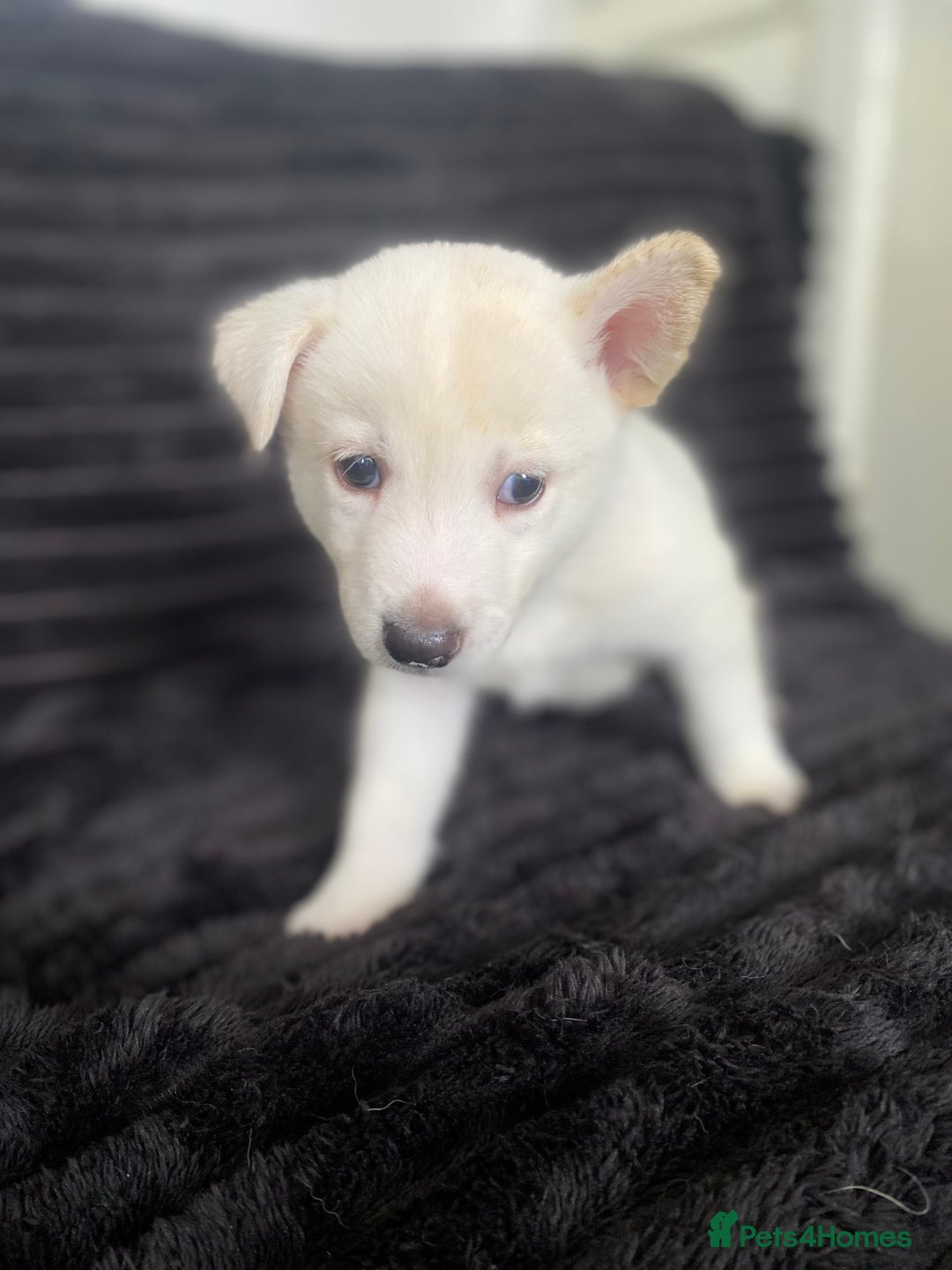 Mixed Breed dogs for sale: Husky x staffy - Image 6