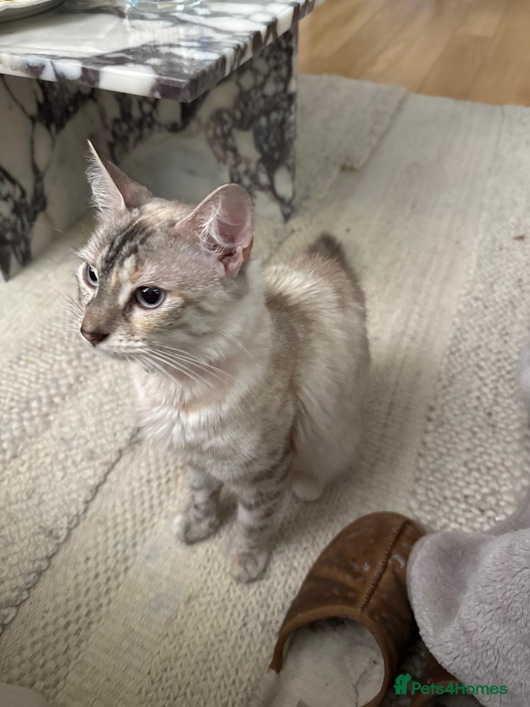 Bengal cats for sale: Bengal x British short hair kittens ready soon 15t - Advert 5