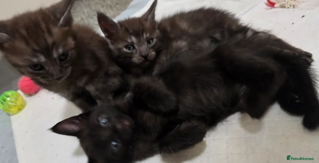 Mixed Breed cats for sale: MainecoonX  - Advert 4