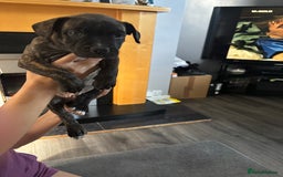 Mixed Breed dogs for sale: French bulldog x - Image 3