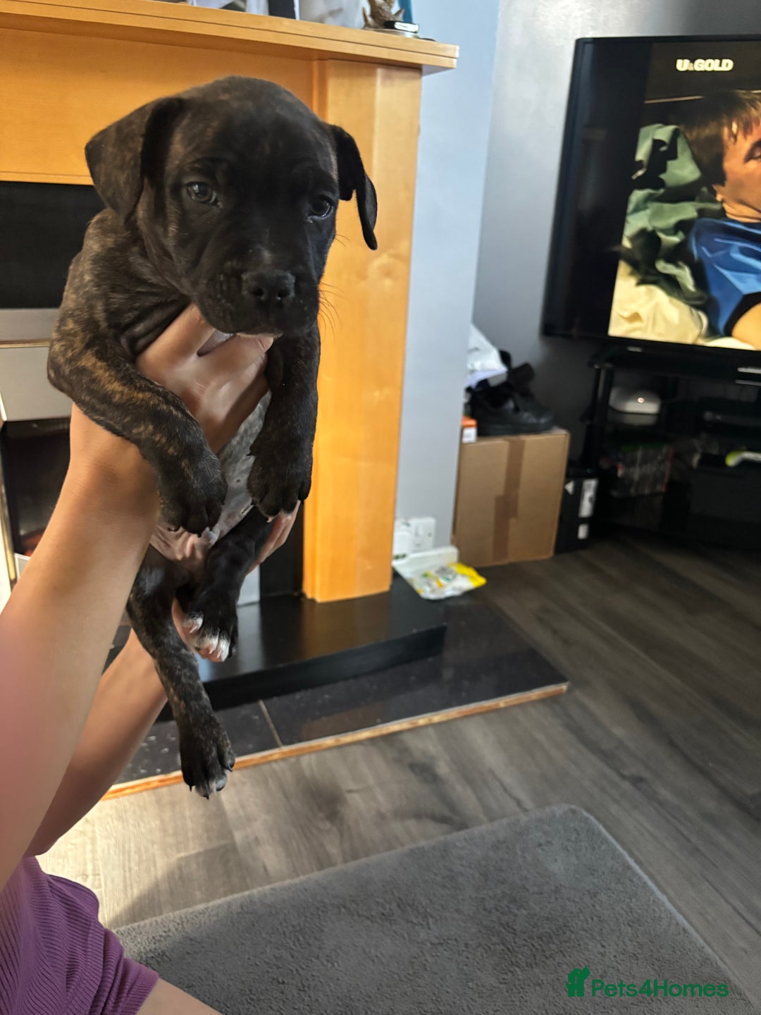 Mixed Breed dogs for sale: French bulldog x - Image 3