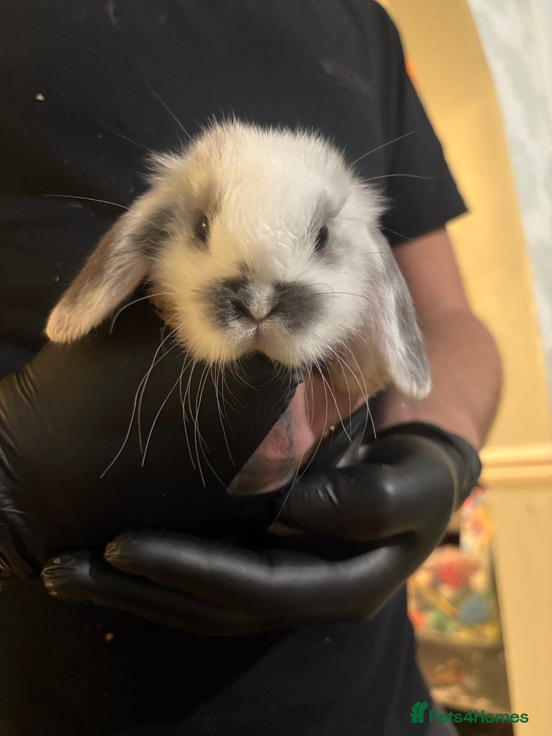 Mini Lop rabbits for sale: 🐰 Adorable full breed Lop Bunnies - Advert 10