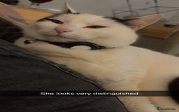British Shorthair cats for sale: 2 loving beautiful cats  - Image 25