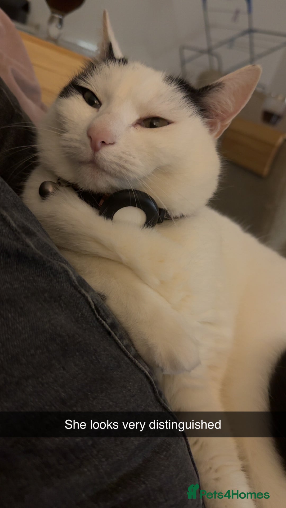 British Shorthair cats for sale: 2 loving beautiful cats  - Image 25