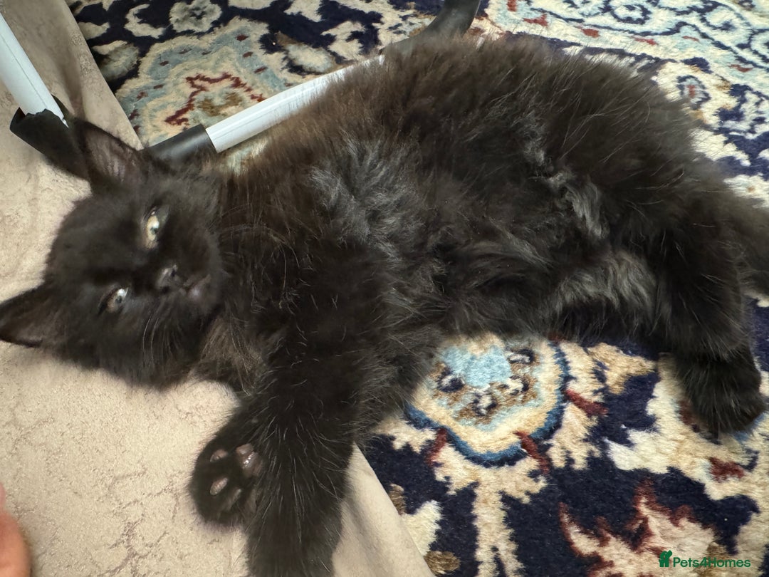 Mixed Breed cats for sale: Fluffy black kitten  - Image 2