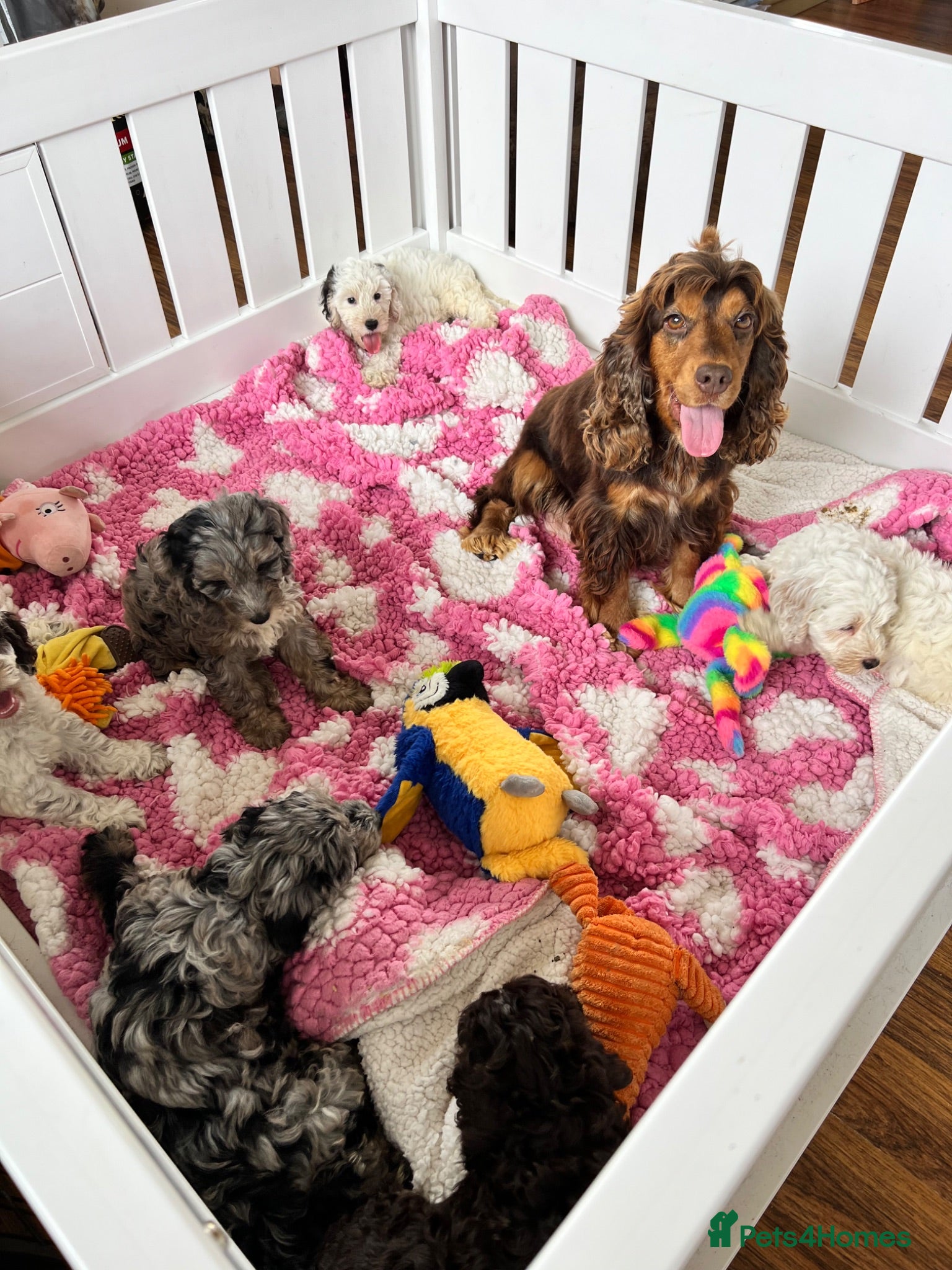 Cockapoo dogs F1 cockapoo puppies  - Advert 1