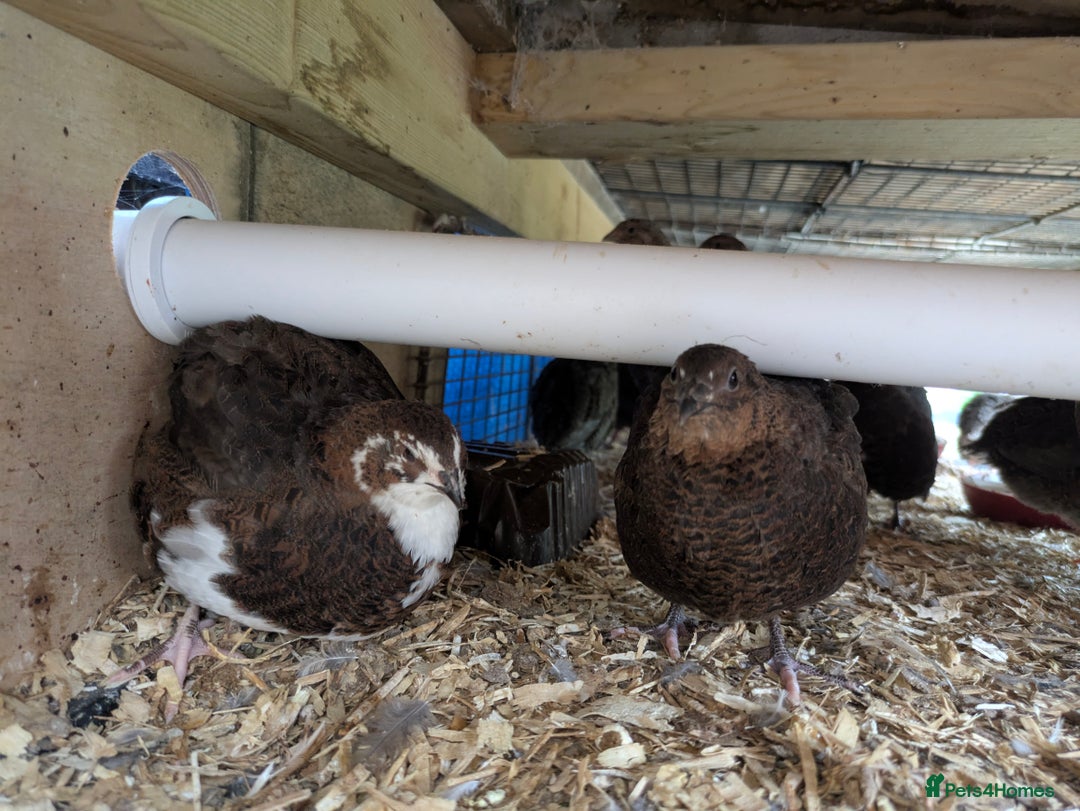 Quail poultry for sale: POL Jumbo quail - Image 2