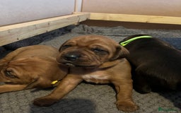 Mixed Breed dogs for sale: Boxsla (Boxer/Vizsla)  - Image 13