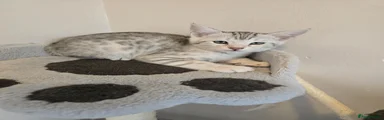 Bengal Kitten 2