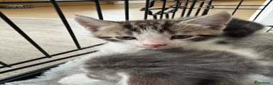 Mixed Breed Kitten 3