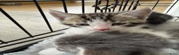 Mixed Breed cats for sale: 4 kittens for sale  - Advert 4