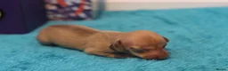Miniature Dachshund dogs for sale: 4 Miniature Dachshund Pups Red Dapple - Shaded Red - Advert 18