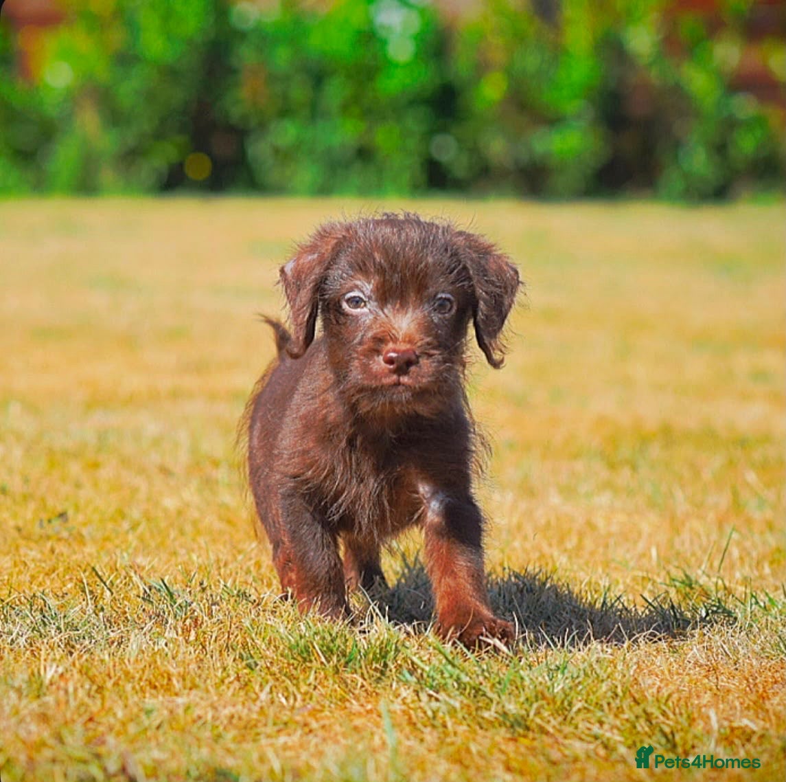 Mixed Breed dogs Patterpoo babies  - Advert 1