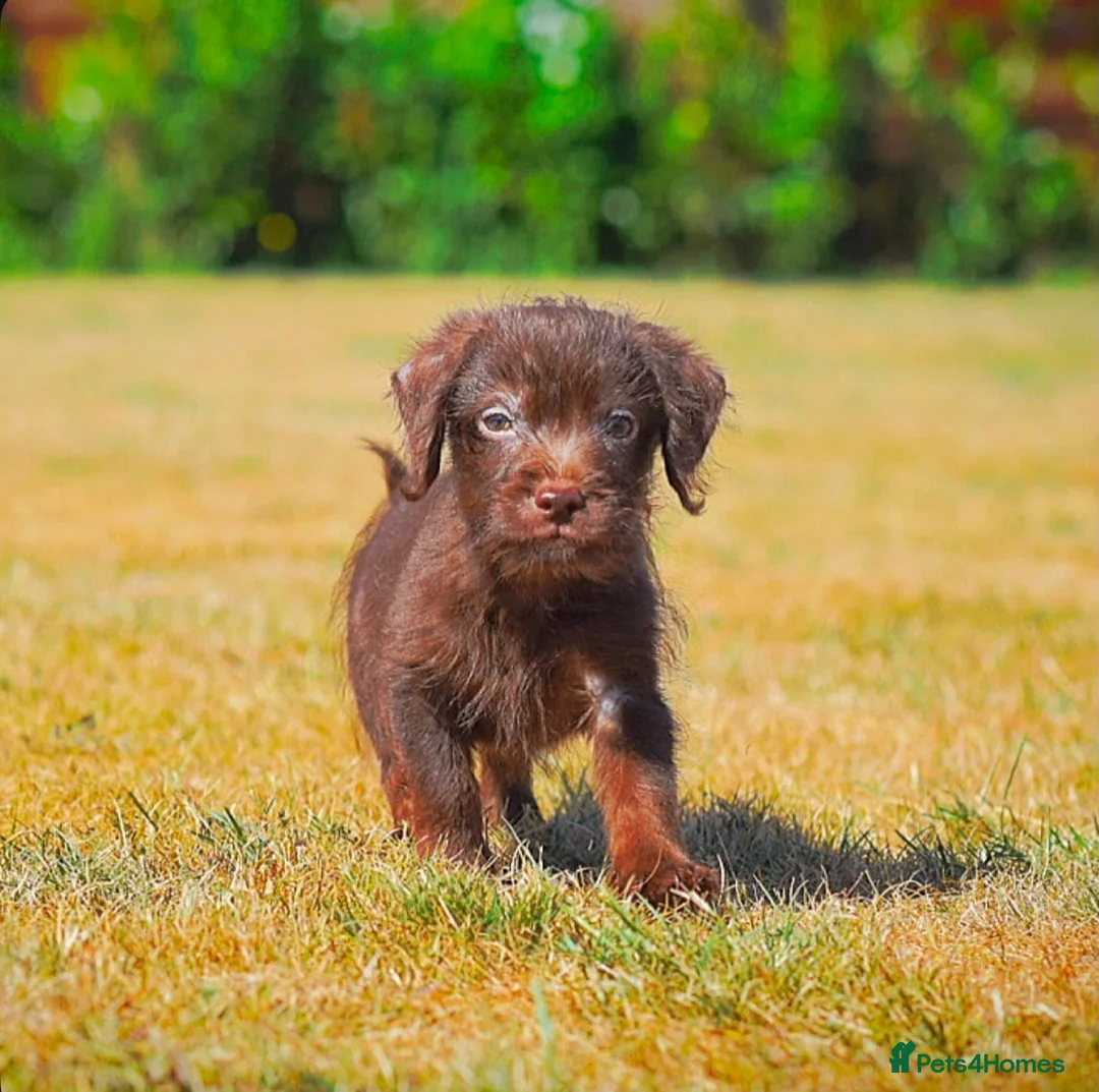 Mixed Breed dogs for sale: Patterpoo babies  - Advert 1