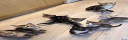 Mixed Breed cats for sale: Kittens  in Grantham - Advert 11