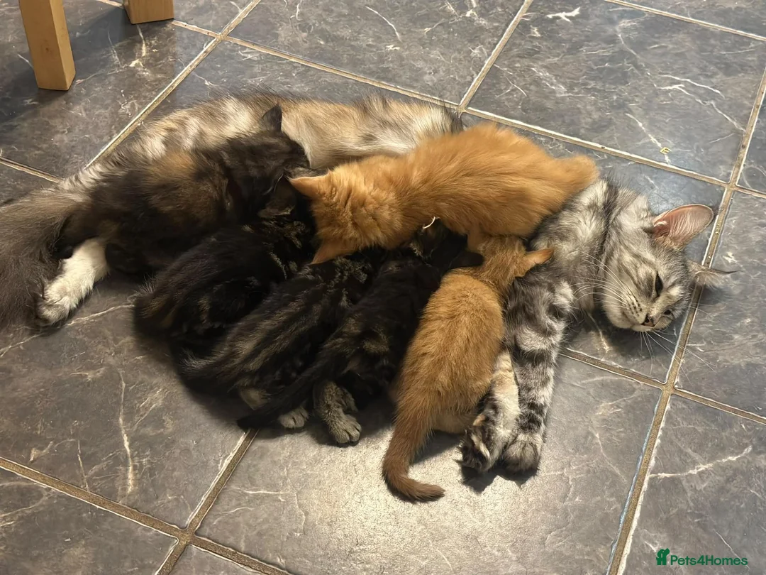 Maine Coon cats for sale: Beautiful Maine coon cross - Advert 2