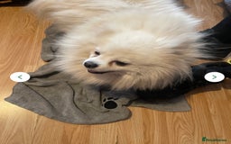 Pomeranian dogs for sale: Beautiful Pomerian Boy  - Image 16